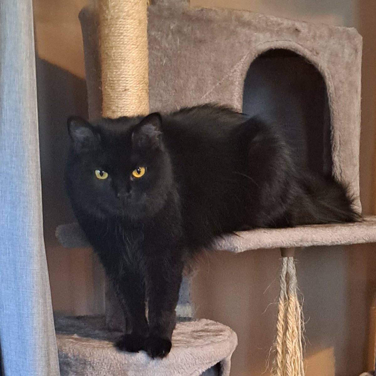 PiA³ <★ BILLLIE Y NMIXX CB tweet media