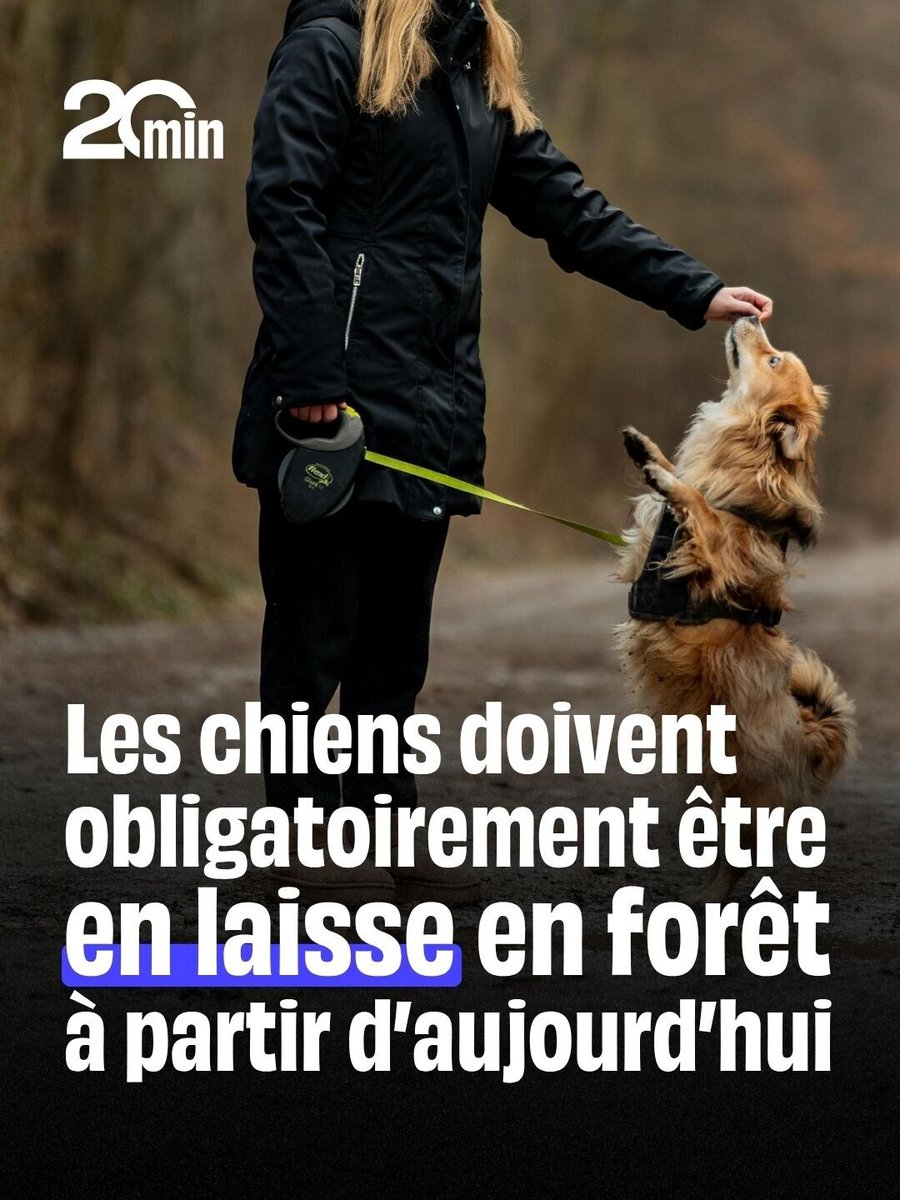 Le Crapaud tweet media