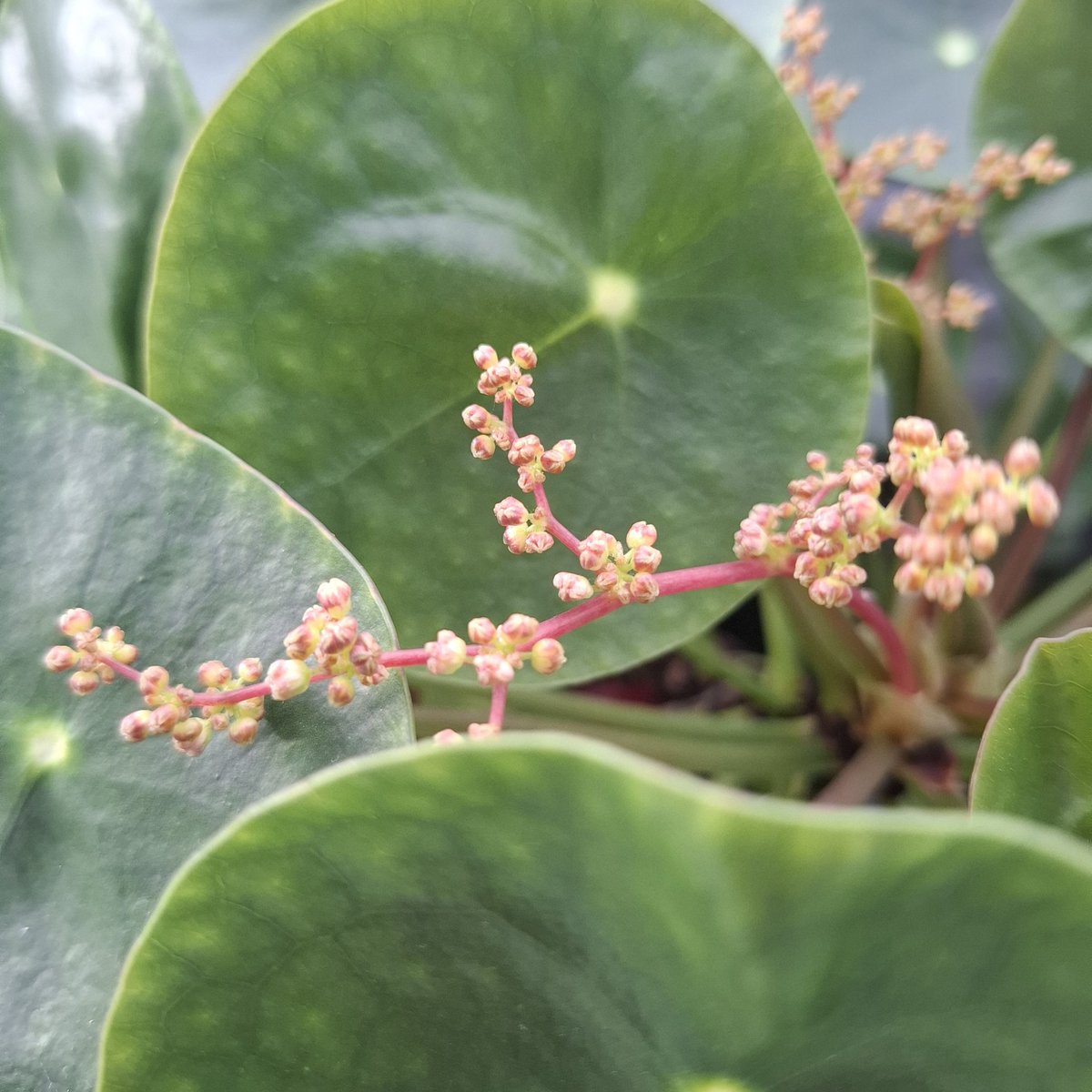 Geniet van het Leven tweet media