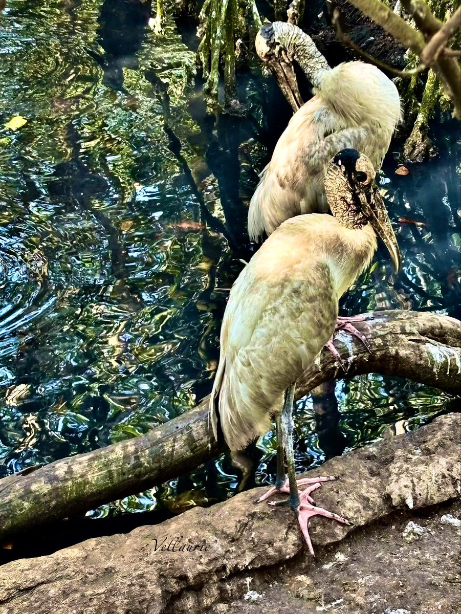 VijayEllaurie's tweet image. Another day, another bird photo ♥️   

Share your bird photographs!

#theme_pic_india_birds 
#WildlifeWednesday #WildWednesday
#WetWednesday
#WaterWednesday