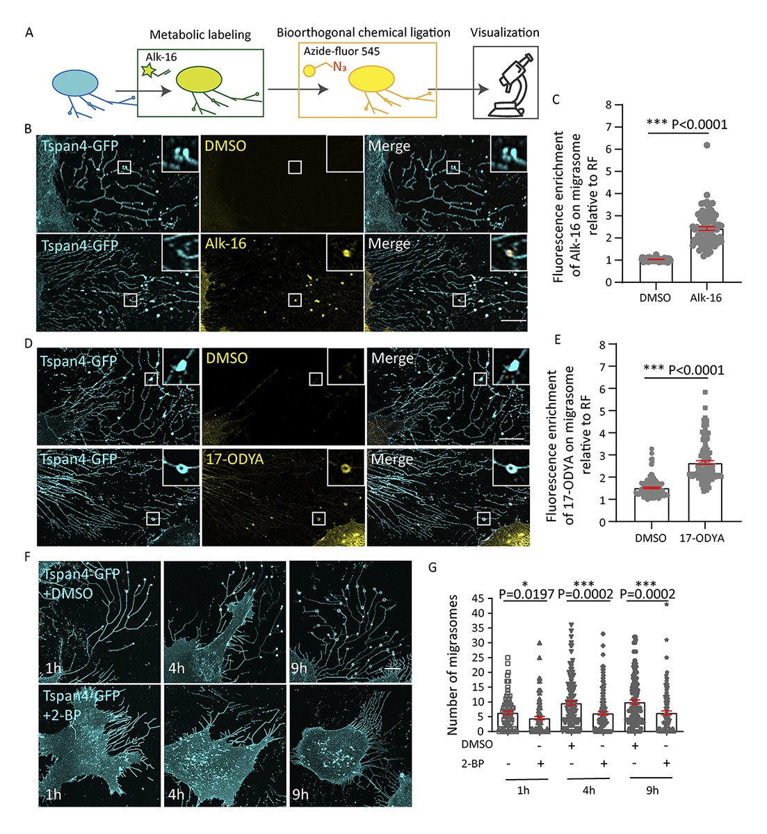 JCellBiol's tweet image. Shuonan Wang et al. show that migrasome formation requires tetraspanin 4 palmitoylation regulated by DHHC6 and PPT1. This modification drives tetraspanin 4 clustering with cholesterol to build migrasomes.
hubs.la/Q04c9Rpb0

#Migration #motility #Development #Organelles