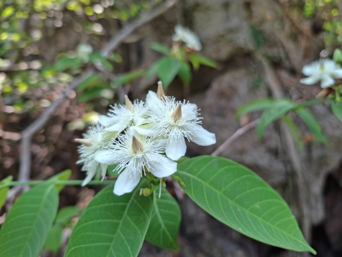 กรมอุทยานแห่งชาติ สัตว์ป่า และพันธุ์พืช tweet media