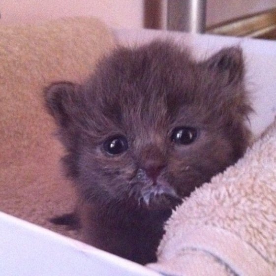 daily claudia gatita tweet media