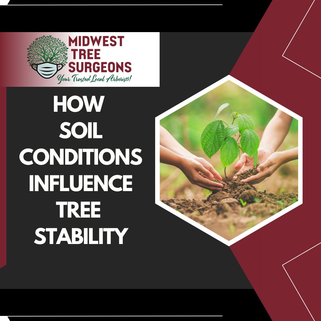 Midwest Tree Surgeons (@Midwest_Tree_S) / Posts / X