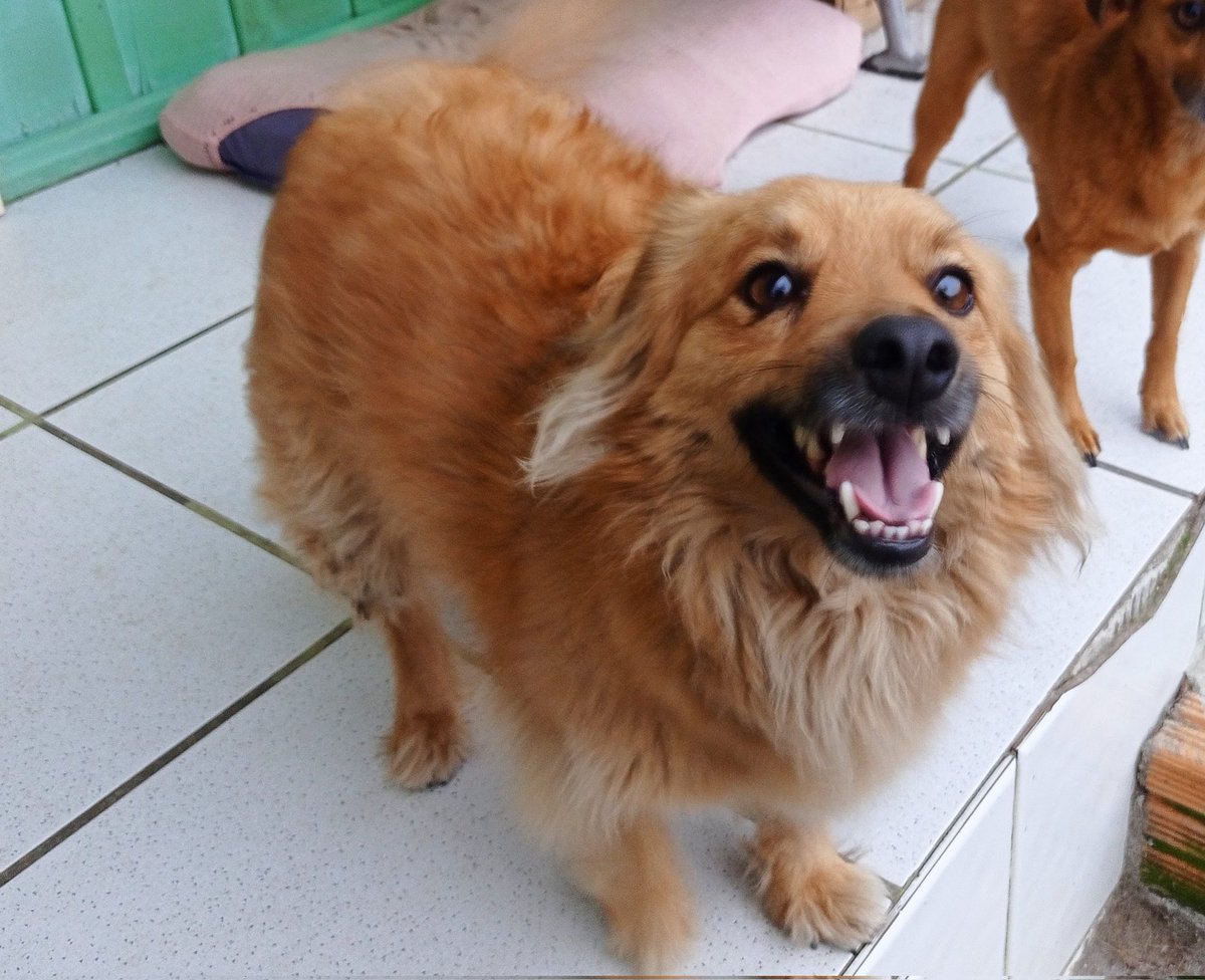 Sr.Vitorino tweet media