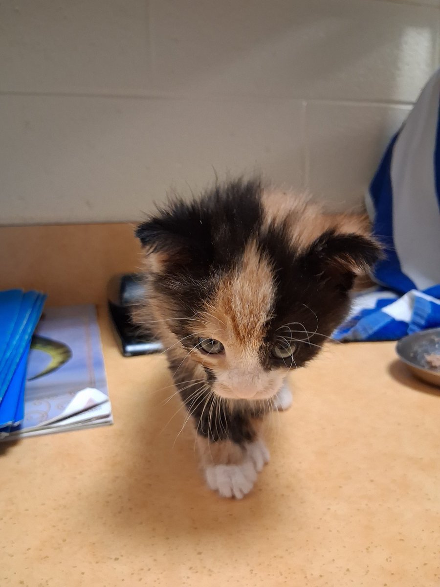 arroszko's tweet photo. Who wants to see the baby??? I'm fostering a singleton calico kitten ❤️ https://t.co/eKGBPSjOYS