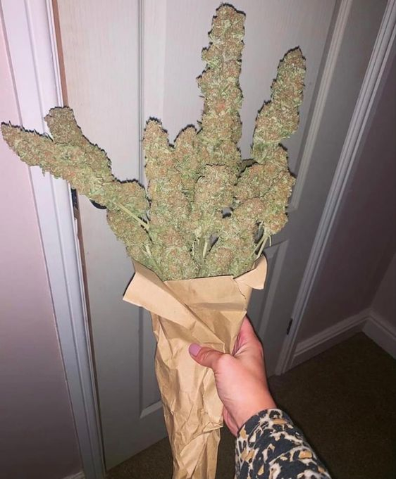 SpaceCannabis 🍃 tweet media