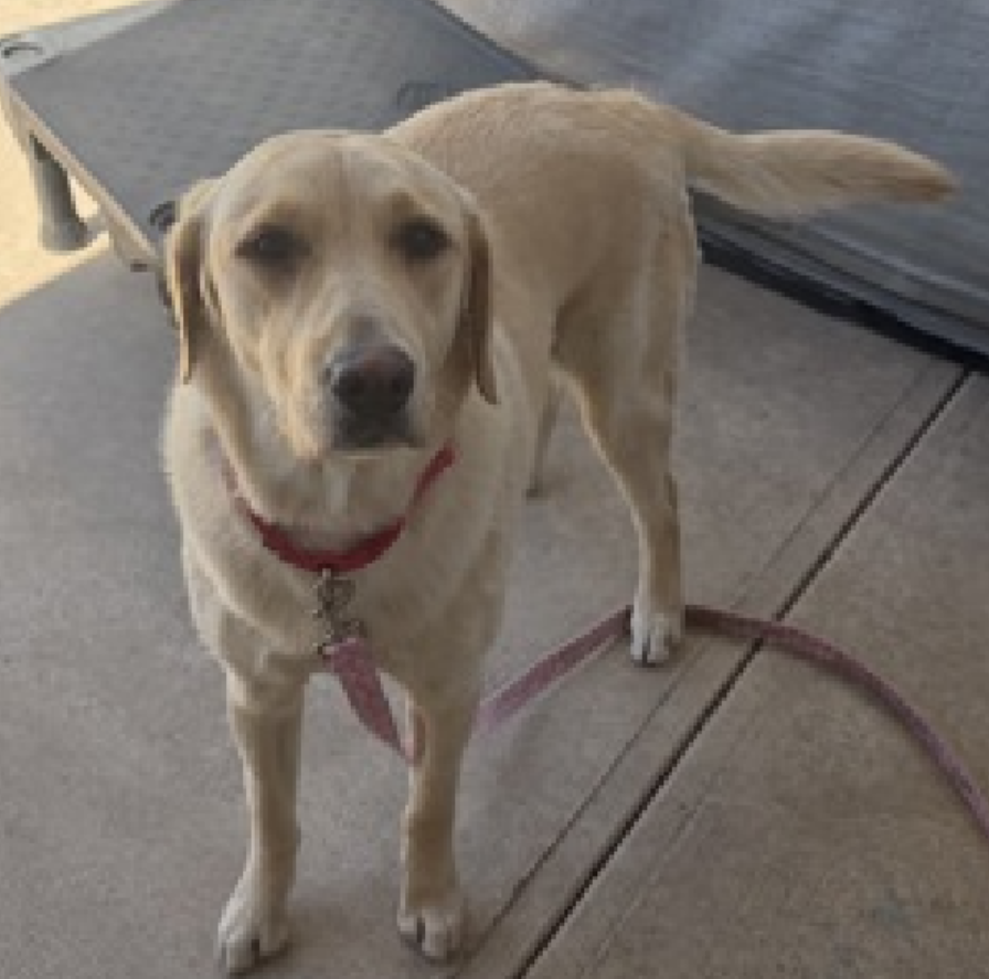 NMBewitched's tweet image. #WednesdayWorthy 
#FostersSaveLives 

Joy Joy or Huan Huan has been rescued🎉
Thank you to the #Rescue &amp;amp; #Foster who did not shy away from a scared good girl 
@TAPNYACC will post details 

Village, tysvm🙌