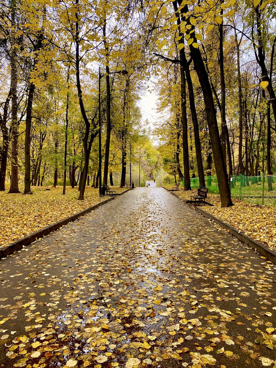 🖤 Грибная Дева 🖤 tweet media