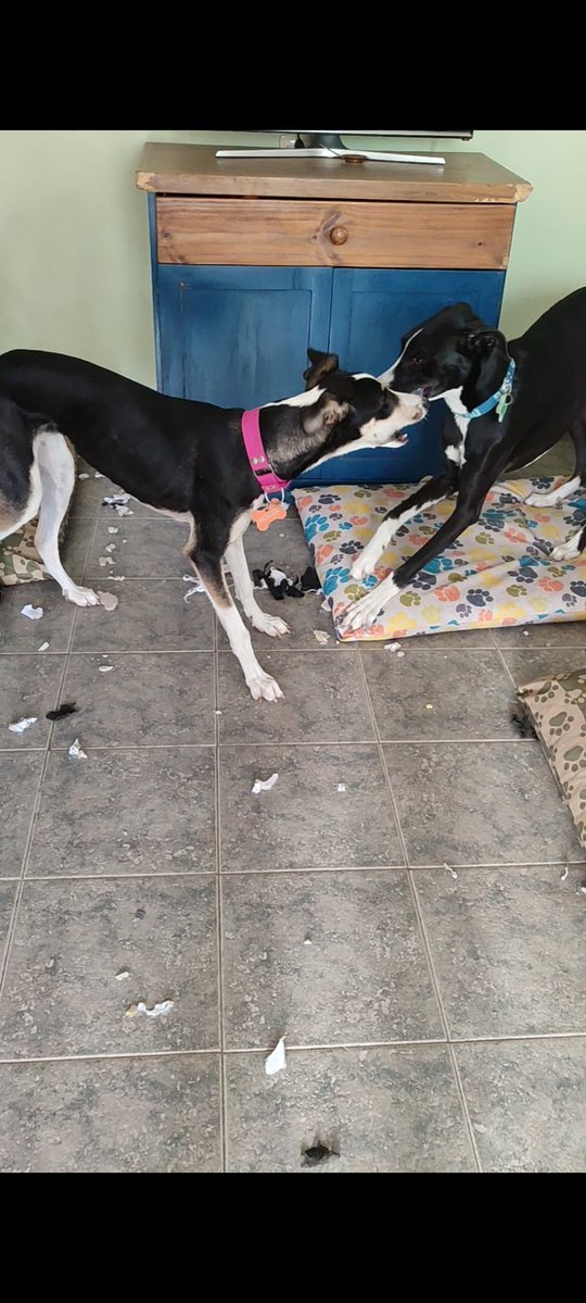 Indieta 🐾 tweet media