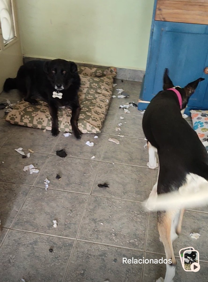 Indieta 🐾 tweet media