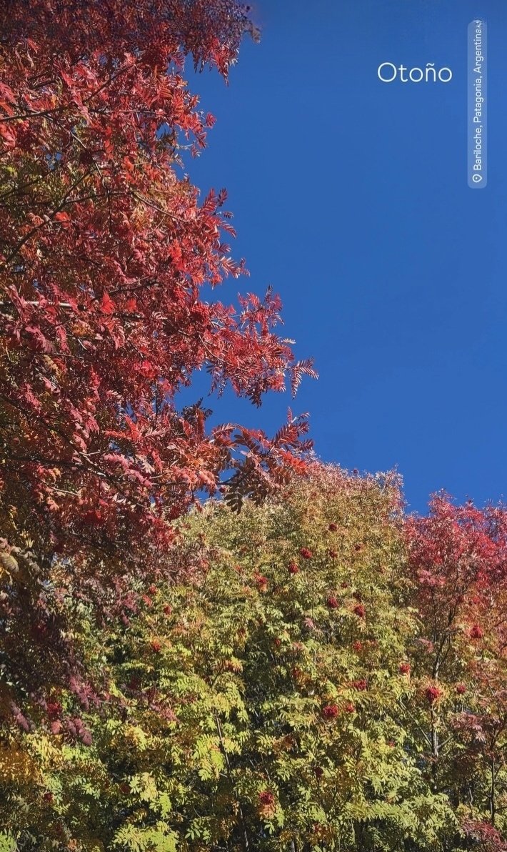 Lehuen💛 tweet media