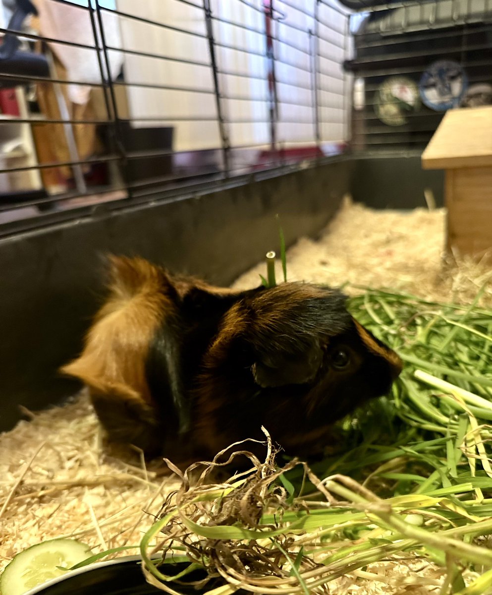 Anna Rebella, the woman, the myth, the legend tweet media