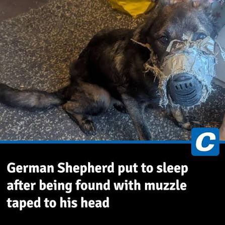 PROTECT ALL WILDLIFE tweet media