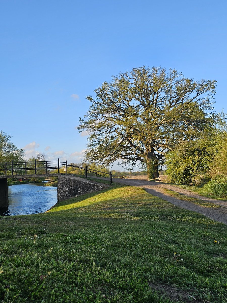 annaJones980's tweet image. Evening ✨️
#TreeClub🌳