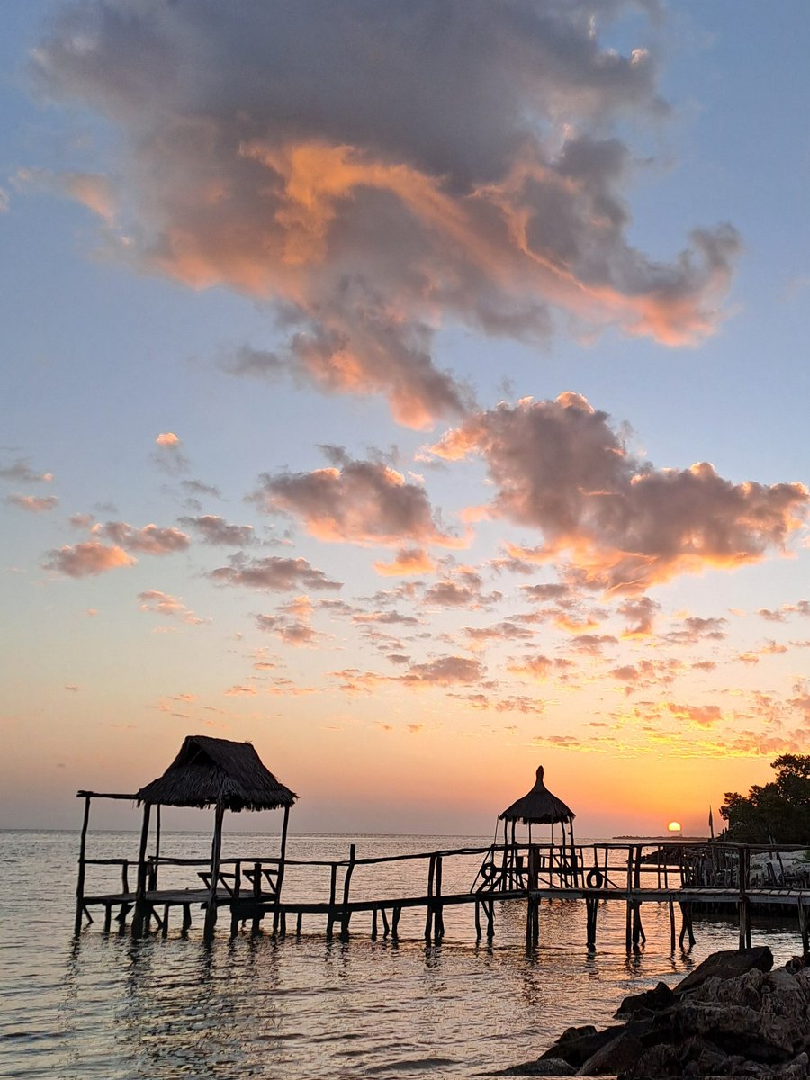 rolando 🌴 tweet media