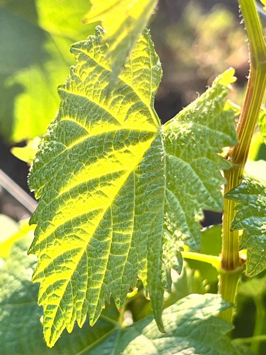 CarterEstWinery's tweet photo. Walk through our vineyard and see the growth of new fruit! From bud break to small flowers, it will be harvest season before you know it! 🌱

#vineyard #temeculawinery #winecountry #carterestate #vineyardlife https://t.co/QfYPzEwwUU