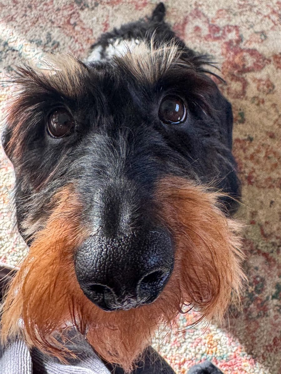 Princess Isabella Dachshund tweet media