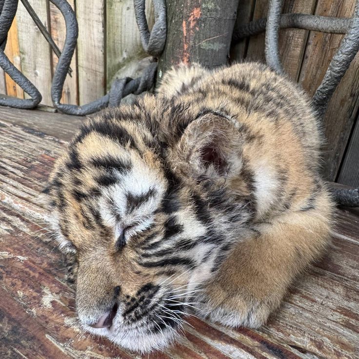 DJ burger 🍔🐯🎵 tweet media