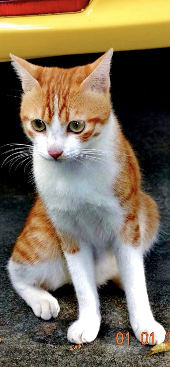 Abimbola Akinwande tweet media