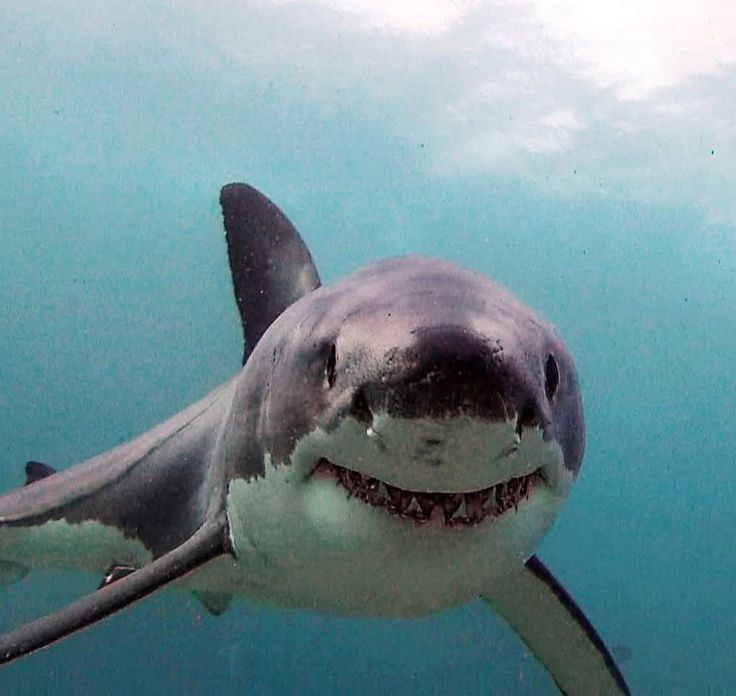 shark of shedtwt 🦈🔪🩸 (CREEPS DNI!) tweet media