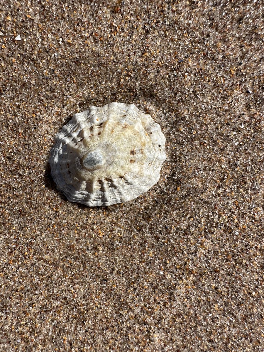 KinlochSusan's tweet image. Beach day #memories 🐶🏴󠁧󠁢󠁳󠁣󠁴󠁿🏖️