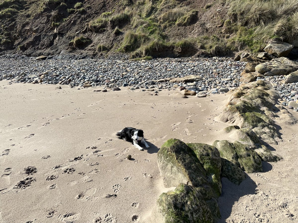 KinlochSusan's tweet image. Beach day #memories 🐶🏴󠁧󠁢󠁳󠁣󠁴󠁿🏖️