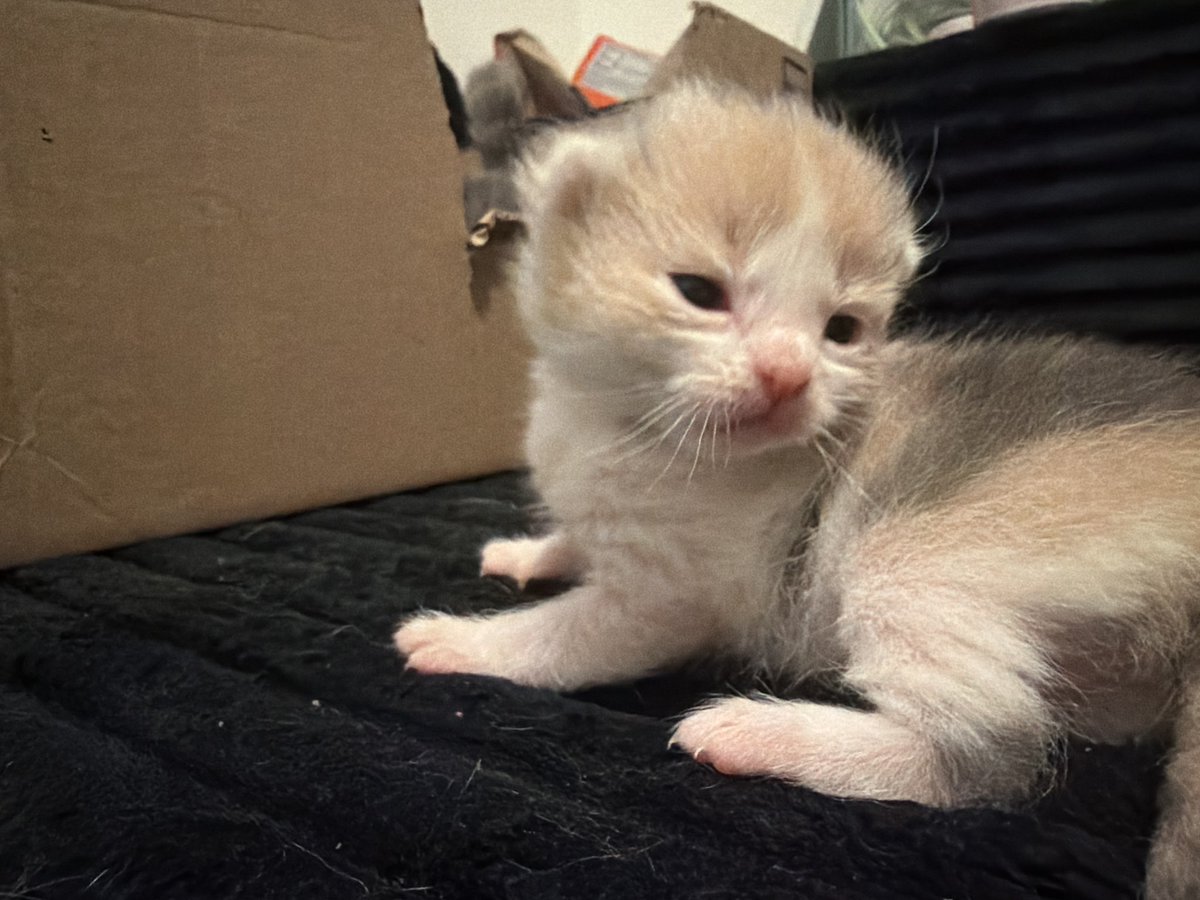 dikkat kedi cikabilir tweet media