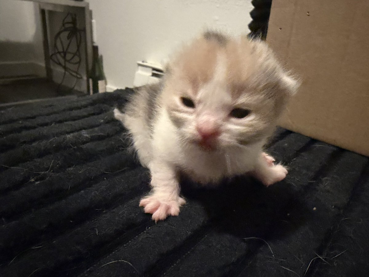 dikkat kedi cikabilir tweet media