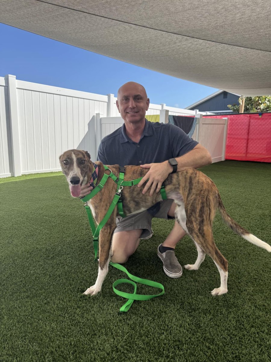 fieldviewracing's tweet photo. 💙💙💙💙💙💙💙💙💙💙💙💙💙Look who found his forever home our Yo Gabanna another of our beauties happy in retirement in America 🇺🇸 thank u to all that helps to make this happen ❤️
Only the best for our retireds 

💙💙💙💙💙💙💙💙💙💙💙💙💙 https://t.co/sXF5IFbIG7