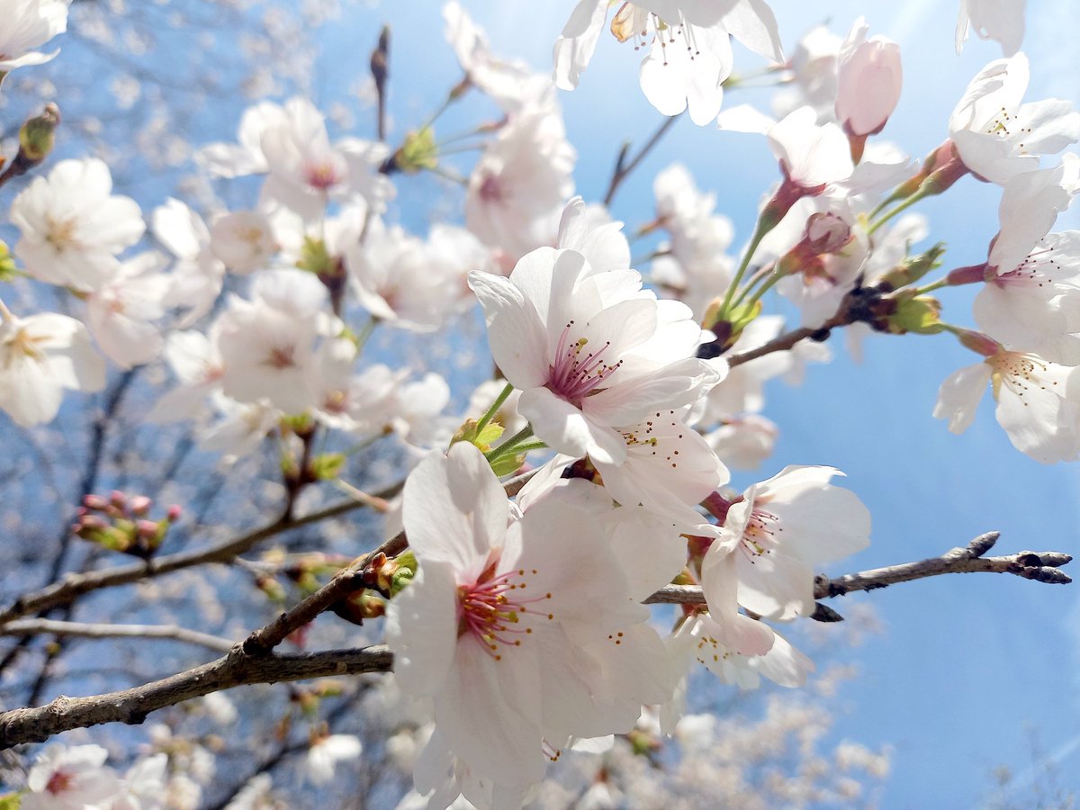 Pupiko Pupiko tweet media