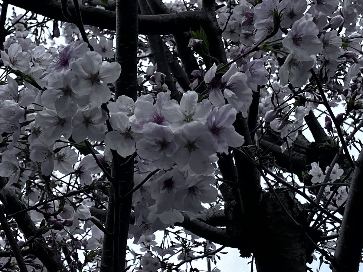 梟になりたいはりねずみ tweet media