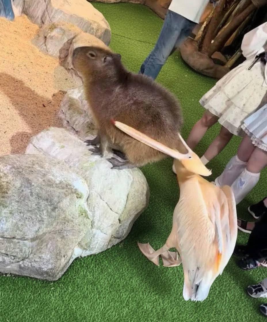 Bichinhos fofinhos pra quem ta cansado tweet media