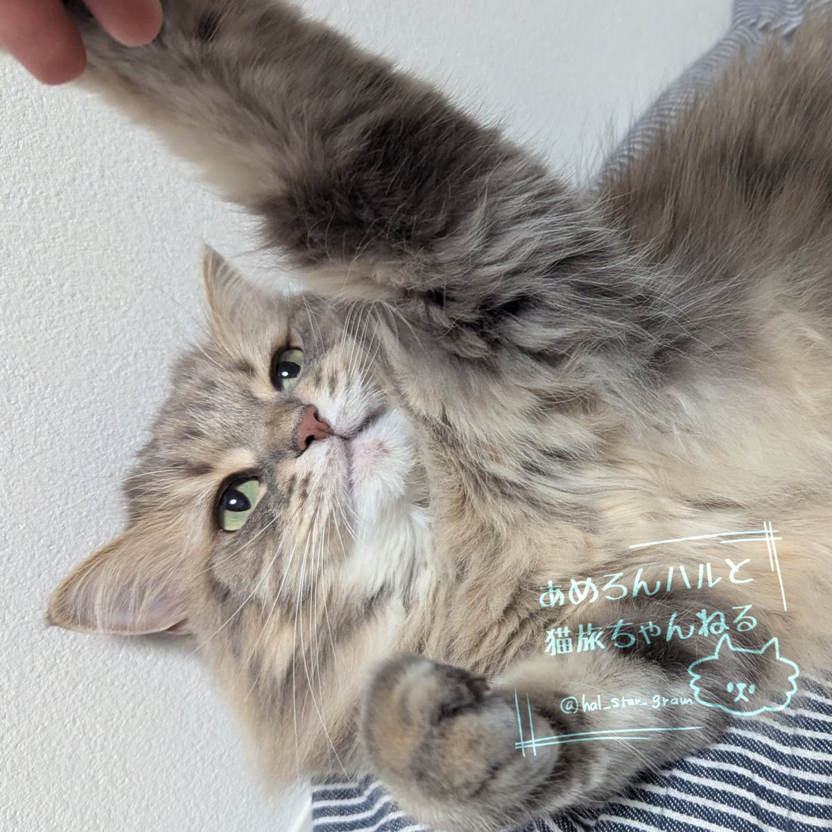 あめろんハルと猫旅ちゃんねる🍥 tweet media