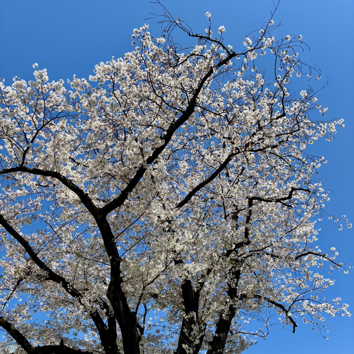 suppermoon2016's tweet image. おはようございます
土曜日です
昨日の真っ青な空に
桜が咲き誇っていました

#flowerstagram #flowers #花のある暮らし #SMAP #私の_世界に一つだけの花