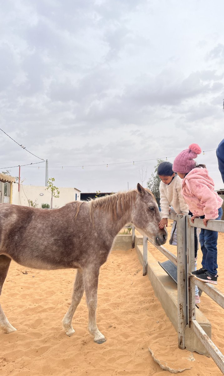 لينا tweet media