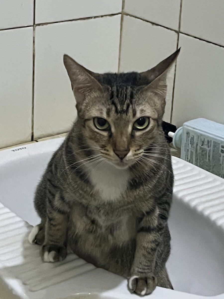 Sbubu N Gang tweet media