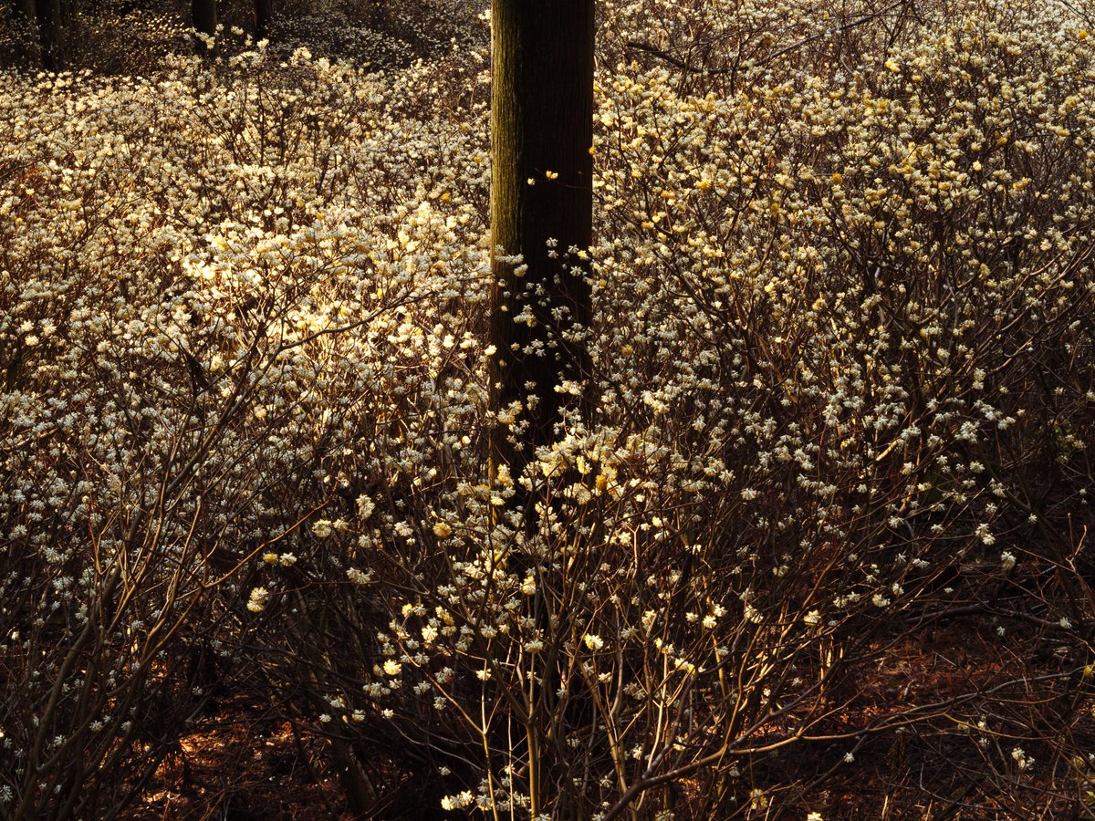 屋敷山 ミツマタ群生地 3/5

入口から斜面を下り黄金色の絨毯の中間辺りから広角レンズで撮る。ミツマタの花は下を向いて咲くので斜面から見上げると黄色が強く、逆に見下げるとやや白っぽくなる🌟

LUMIX G9 Pro
Panasonic LEICA
9mm F1.7
12-60mm F2.8-4.0