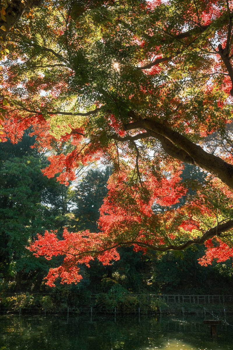 Le Japon en octobre / novembre c’est injouable. 
Merci pour tout 🍁