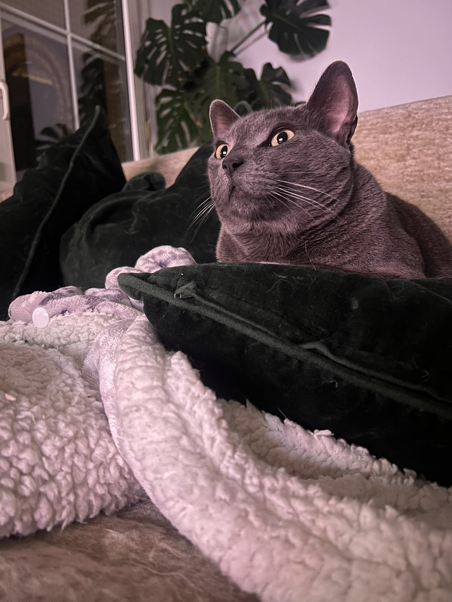 Feliz Catus tweet media