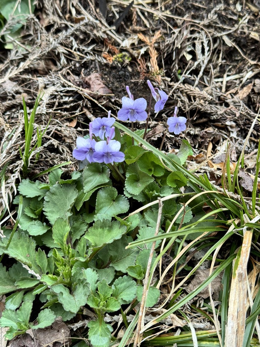 🦋aki_mms♪🦋 tweet media