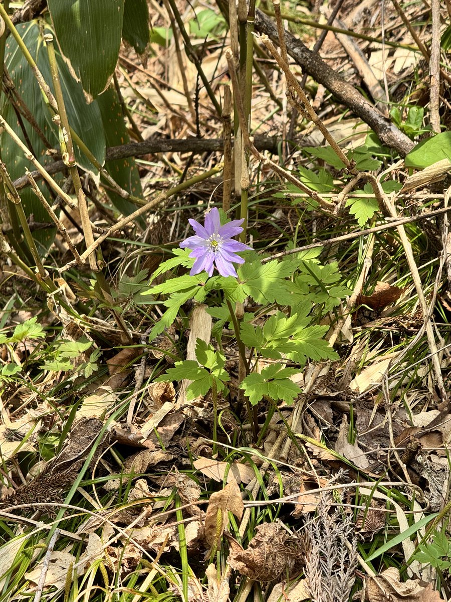 🦋aki_mms♪🦋 tweet media