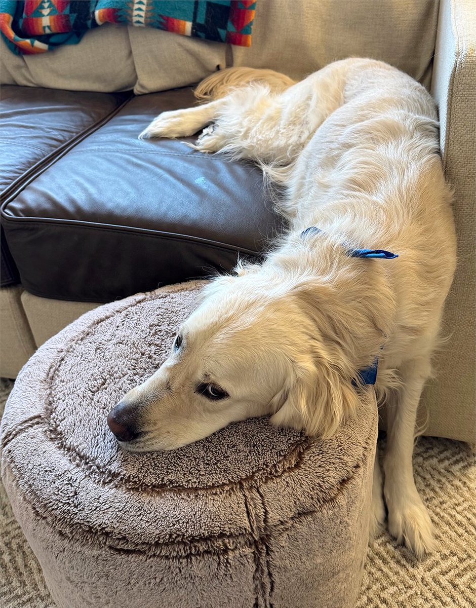 dogaginginst's tweet photo. “My biggest wish is that all dogs could live longer, and I hope The Dog Aging Institute can help make that come true.” ~Phyllis

Meet Jack — a lap warmer and heart warmer.

He's part of the Dog Aging Project, helping researchers study longevity so we can have more years together. https://t.co/GBW323hcQ2