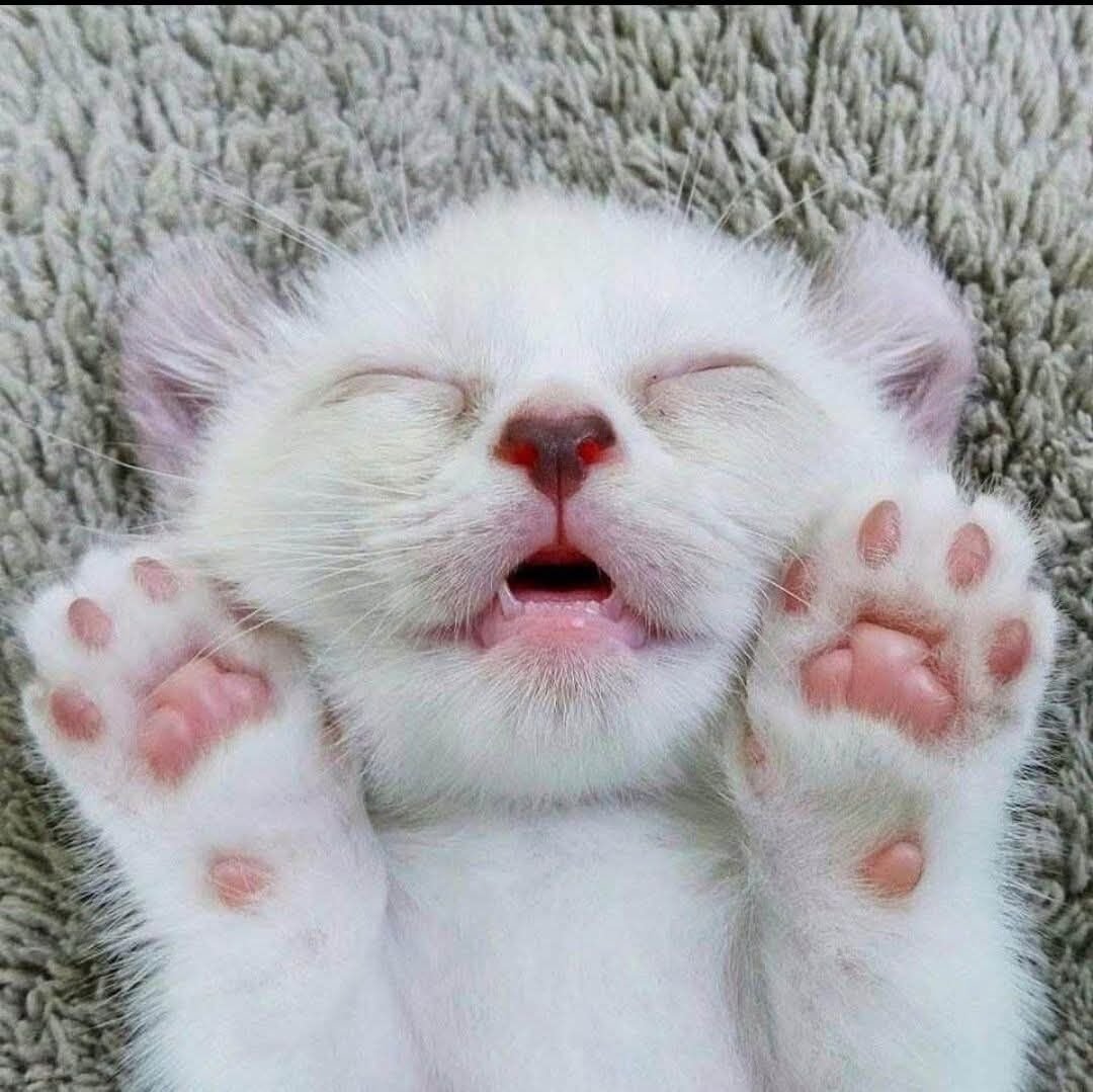 𝐸ş𝓇𝑒𝒻𝓅𝒶ş𝒶𝓁ı tweet media