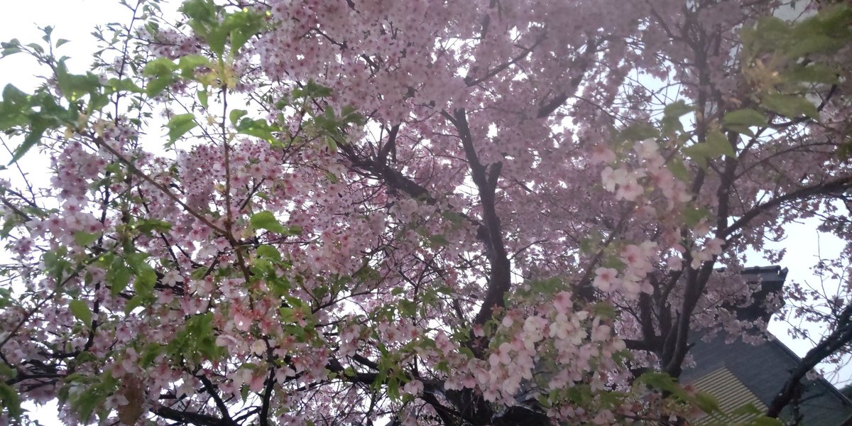 straystar📸4/5徳佐桜まつり tweet media