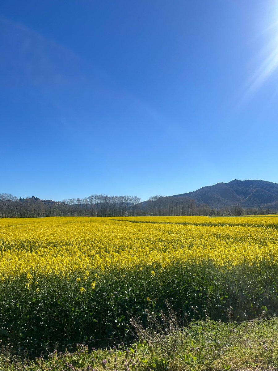 La Natura m'acull
Sense fer-me cap pregunta
Amb el seu dolç embruix
Fa més plàcids els meus dubtes
I li parlo de mi
Si ho sabessis, si els veiessis
I ella riu tendrament
Compartint els secrets
Que em llegit en el vent
… 
💛✨🥾
Lluis Llach