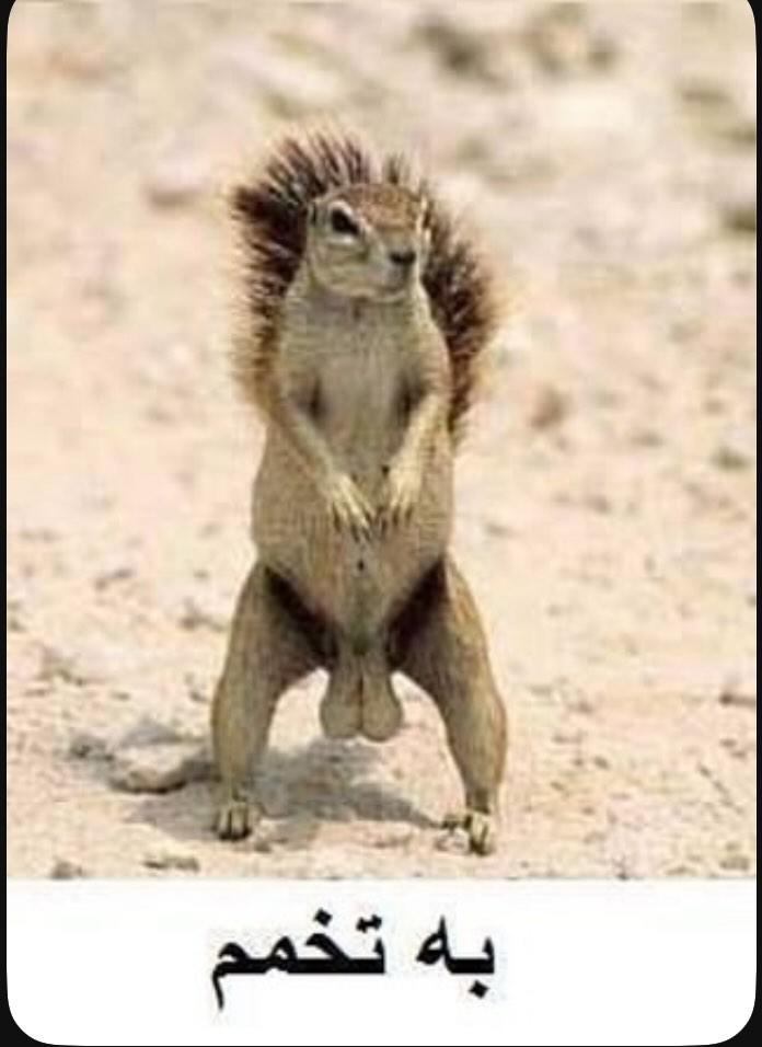 gorazevahshi tweet media