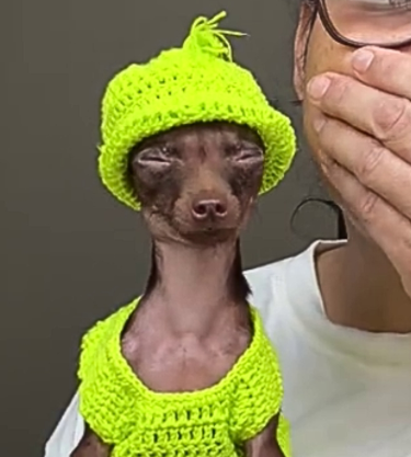 capstxn's tweet photo. $YOSHI
ngl reminds me of the calm dog meme which blew up.
This is insanely viral as well over 100m+ views over all platforms.

https://t.co/P8AgGxaob9
https://t.co/WOhIGxwI93

Grab some, and bagwork it to the moon.

DZtb2SXvb1n9ampau7uorrenQ5WYUZBbQ4sAG6mNpump https://t.co/bydIO4YGUa