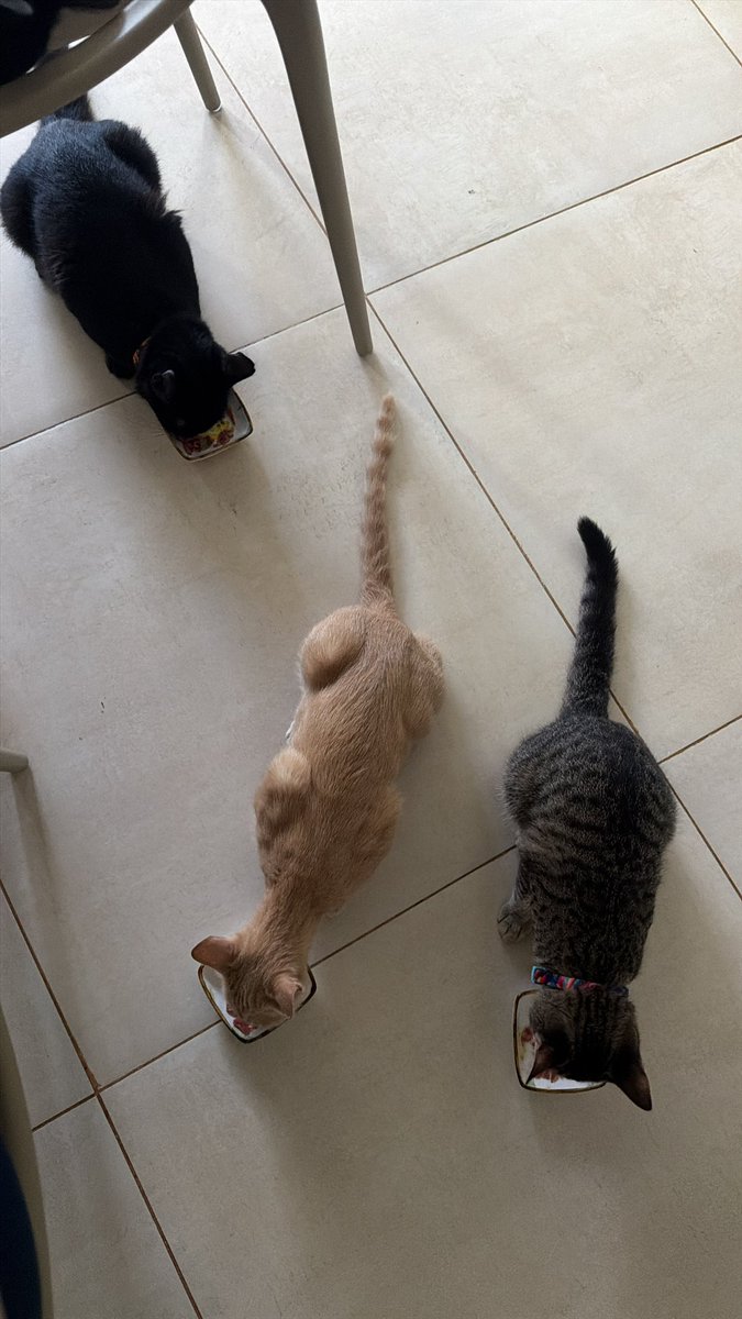 Lucas Junqueira tweet media