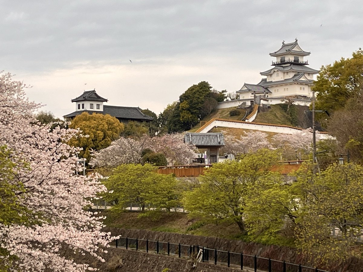 茶坊主 tweet media